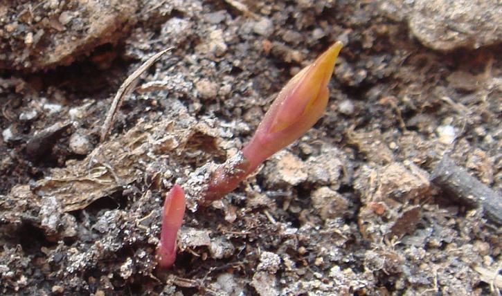 12��31��  Bluish Violetǳ������.JPG