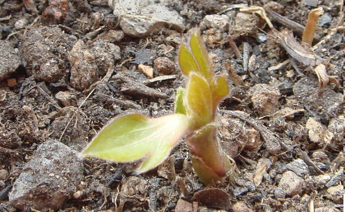 12��31�� arabella��������.JPG