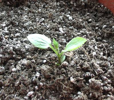 Purpurea Plena Elegans.jpg