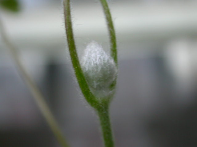 ������Ī��