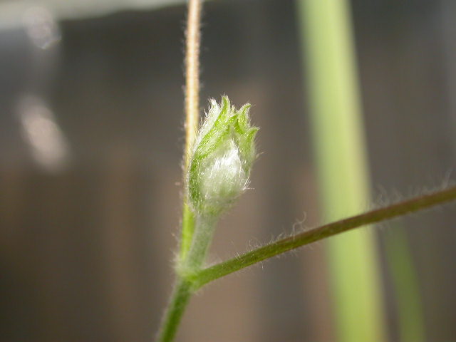 ������Ī��