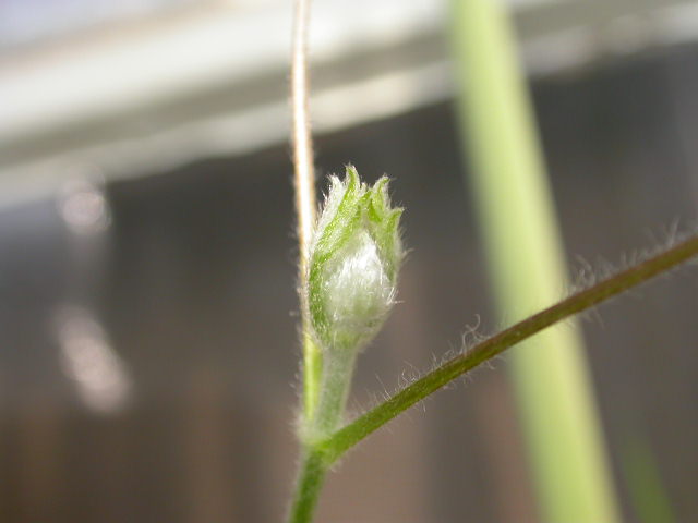 ��Ī�ȳ�������