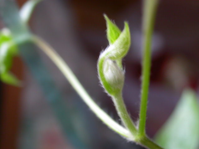 ��˹����Ѧ��˹Ҳ��������