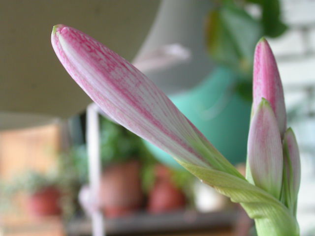 ����Ҫ����