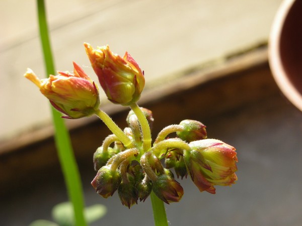 �ػƺ���ԭ��������в��