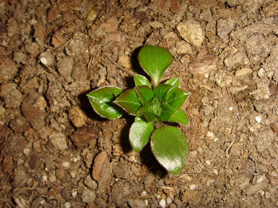 ���� SSL26900.jpg