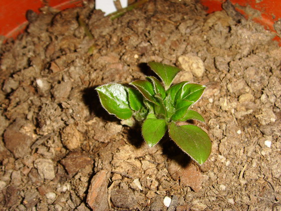 ���� SSL26899.jpg