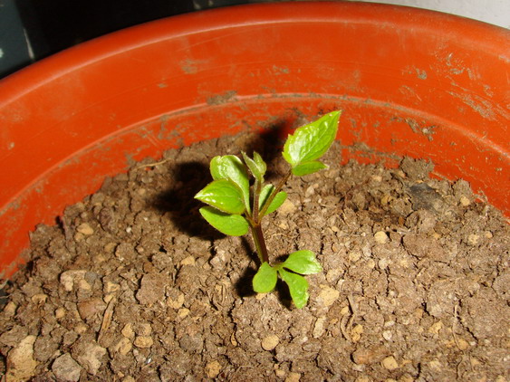 ���� SSL26907.jpg