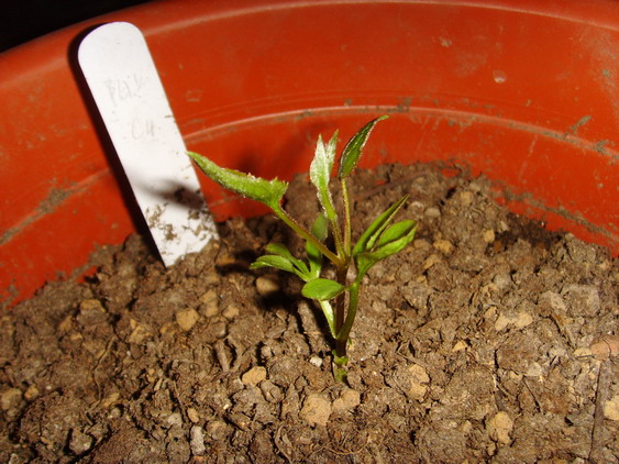 ���� SSL26906.jpg