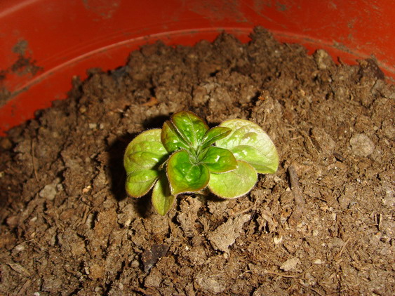 ���� SSL26909.jpg