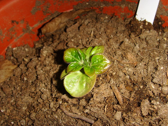 ���� SSL26908.jpg