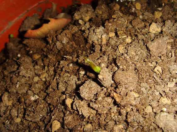 ���� SSL26904.jpg