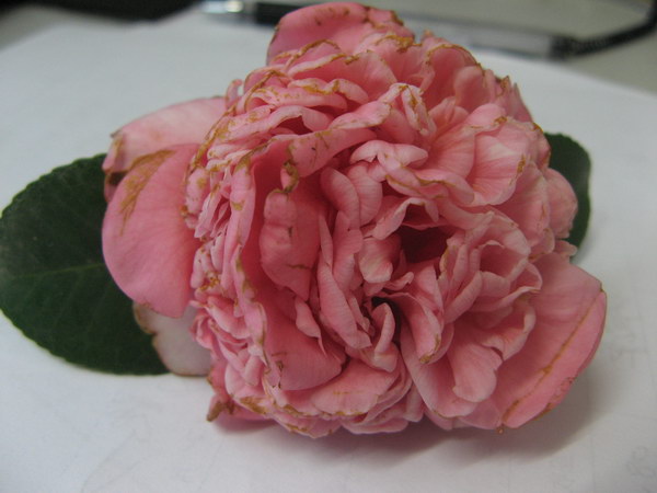 08��ʥ����Ƭ 062.jpg