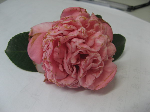 08��ʥ����Ƭ 065.jpg