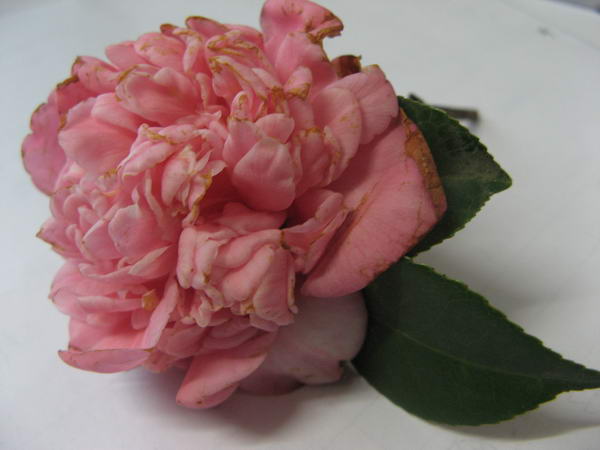 08��ʥ����Ƭ 061.jpg