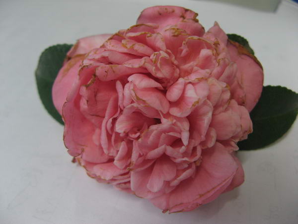 08��ʥ����Ƭ 060.jpg