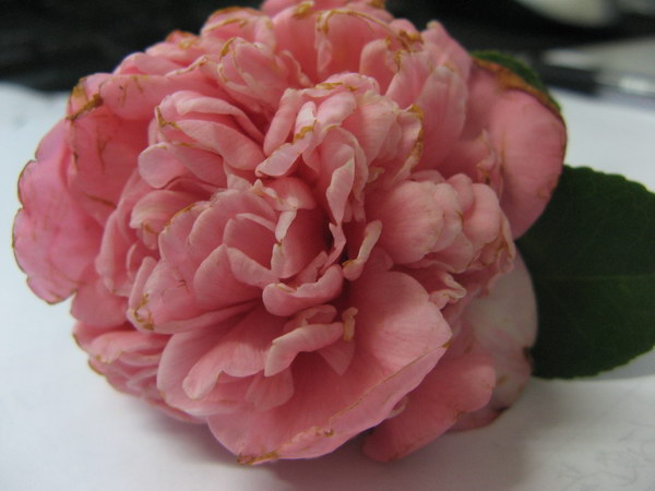 08��ʥ����Ƭ 064.jpg