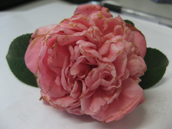 08��ʥ����Ƭ 063.jpg