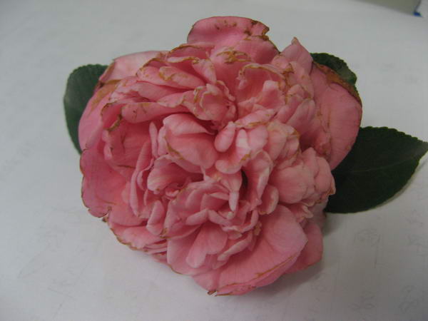 08��ʥ����Ƭ 059.jpg