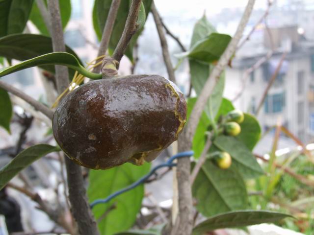 DSCF2046.jpg