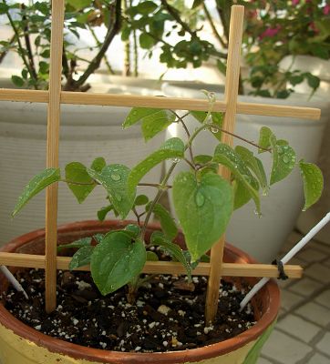 ��˹����Ů