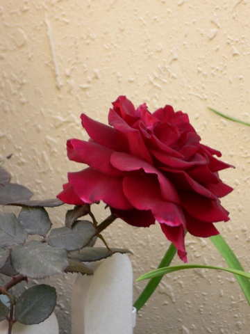P1050386.JPG