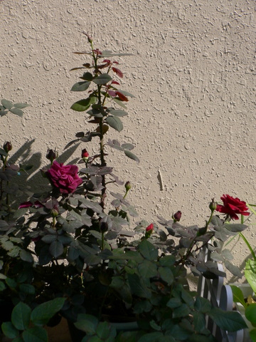 P1050351.JPG