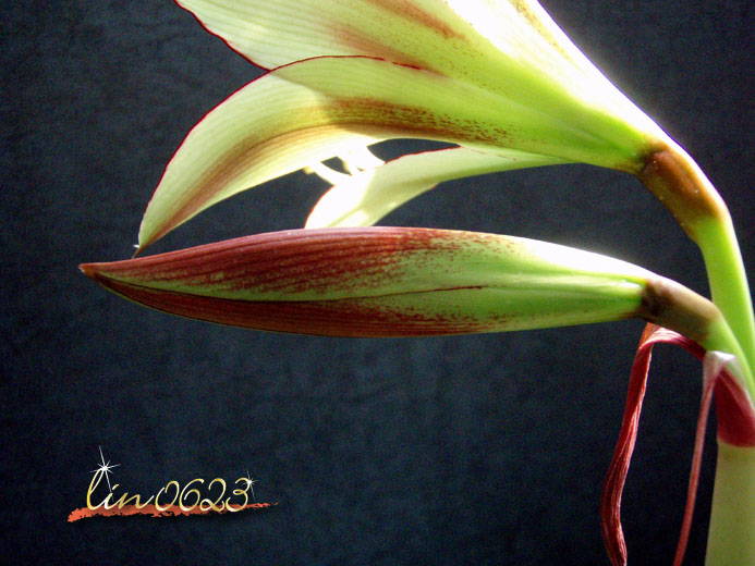 Amaryllis Yumemitai.jpg