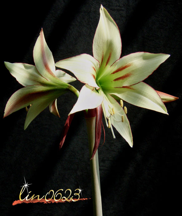 Amaryllis Yumemitai 1.JPG