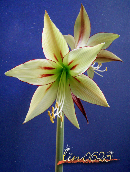 Amaryllis Yumemitai 2.JPG