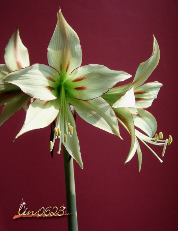 Amaryllis Yumemitai 5.JPG