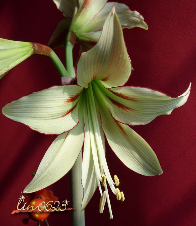 Amaryllis Yumemitai 6.JPG