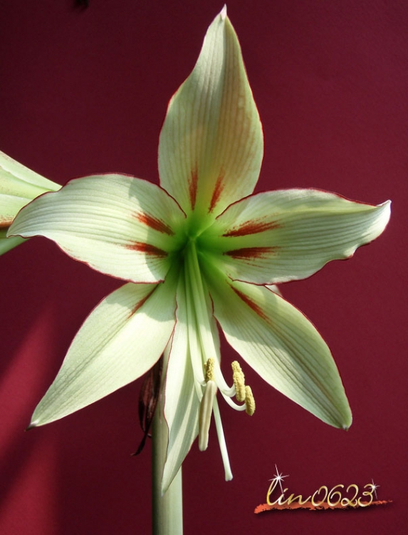 Amaryllis Yumemitai 4.JPG