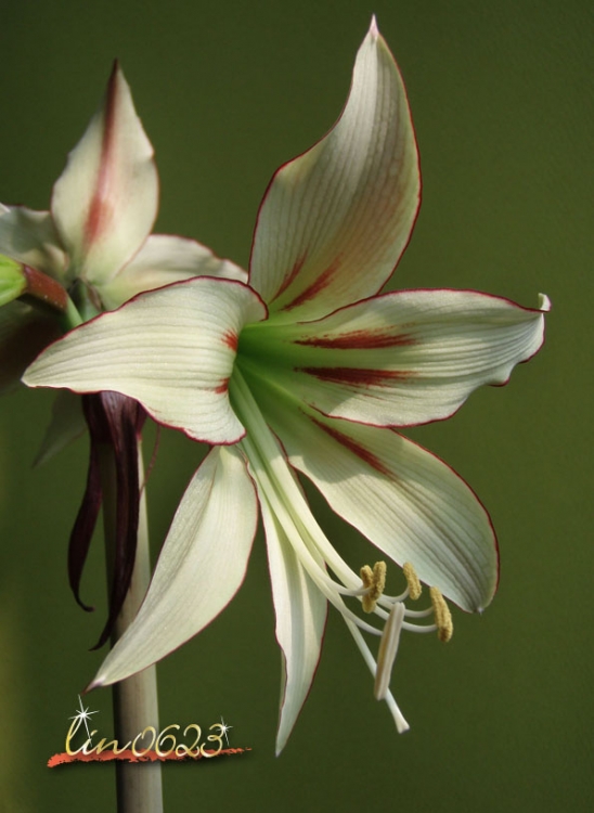 Amaryllis Yumemitai 9.JPG