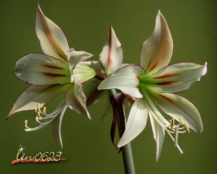 Amaryllis Yumemitai 7.JPG
