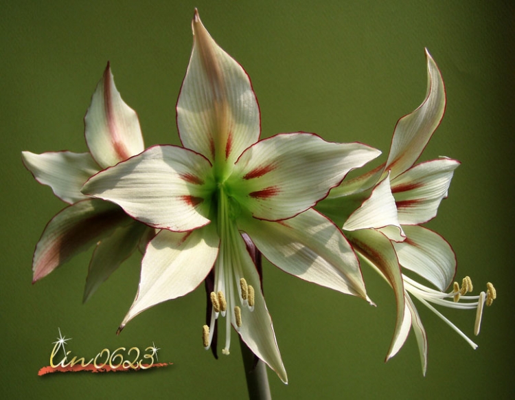 Amaryllis Yumemitai 8.JPG