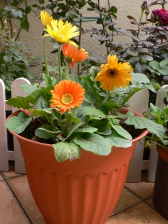 P1050230.JPG