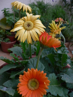 P1050415.JPG