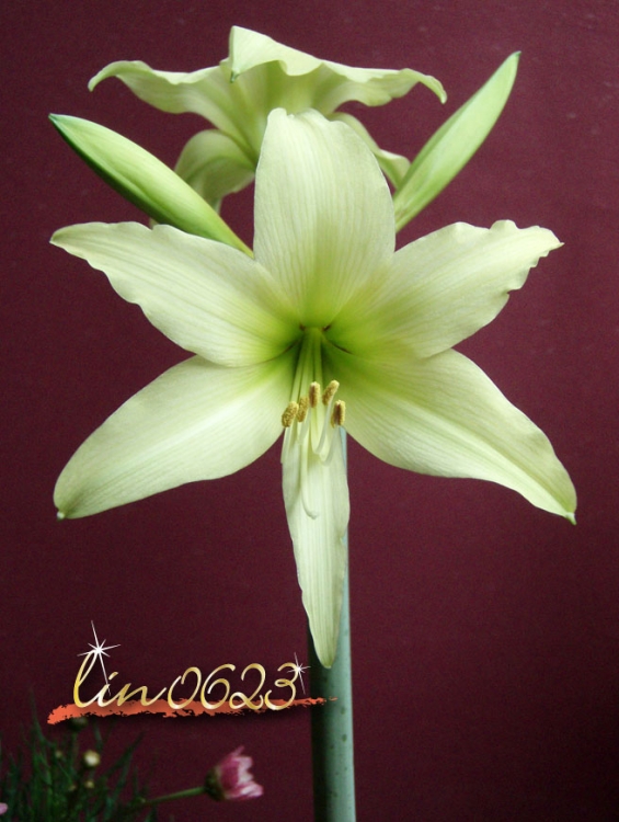 Amaryllis Oborozuki 2.JPG