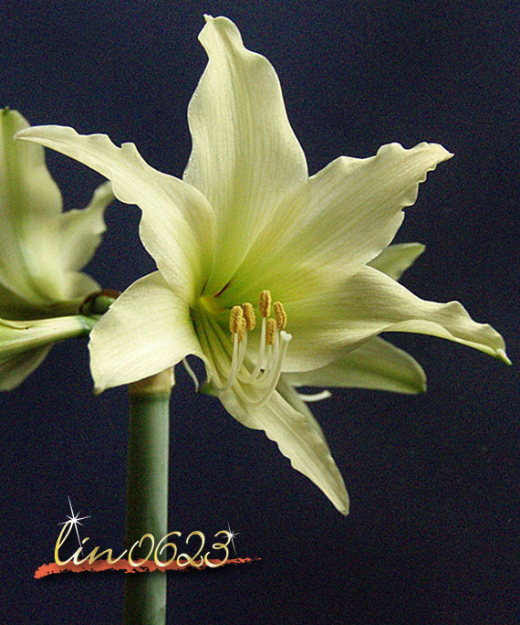 Amaryllis Oborozuki 3.JPG