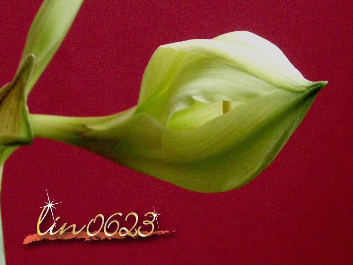 Amaryllis Oborozuki .JPG