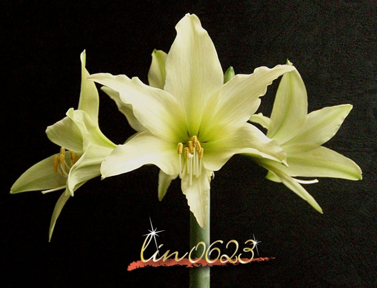 Amaryllis Oborozuki 5.JPG