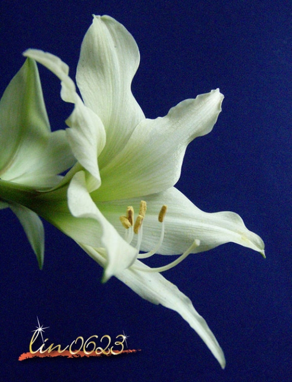 Amaryllis Oborozuki 4.JPG