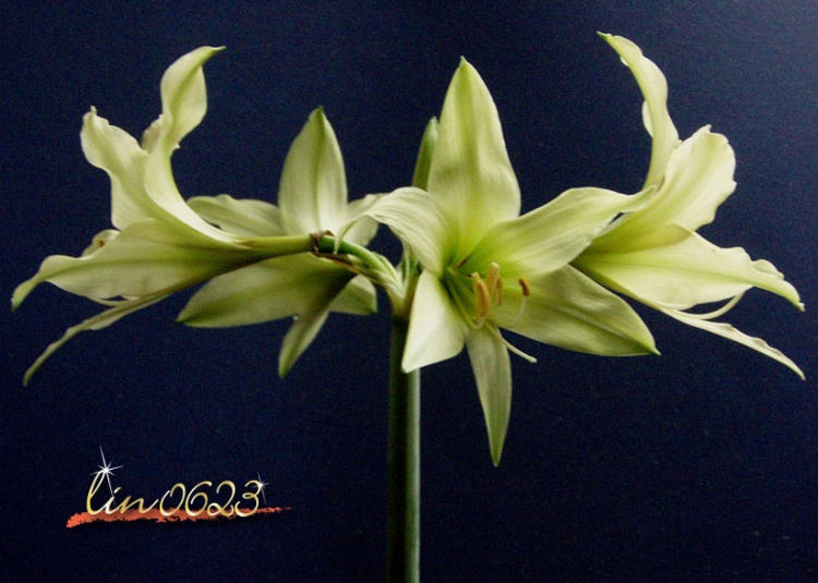Amaryllis Oborozuki 6.JPG