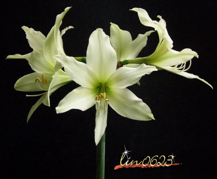 Amaryllis Oborozuki 8.JPG