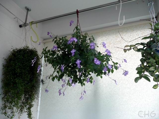 ʲôʱ������ôһ�躣�໨��̫���ˣ�����̫���ˡ���