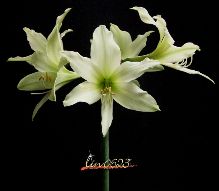 Amaryllis Oborozuki 9.JPG