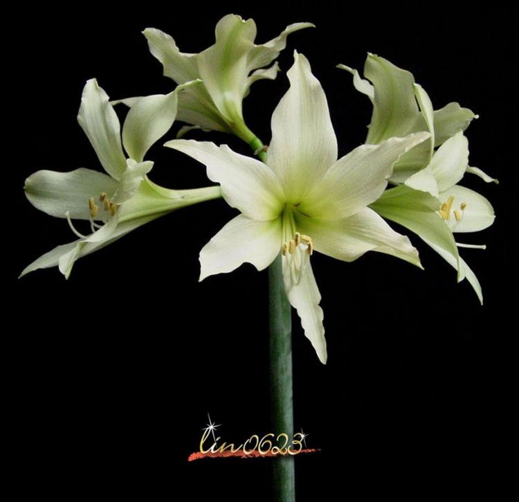 Amaryllis Oborozuki 7.JPG