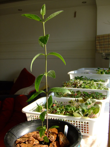 ��2֦Ҳ�ڷ���׷��