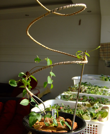 ��ָ��������ʽ����